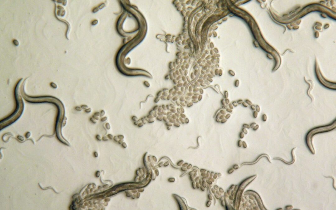 Worm Biology