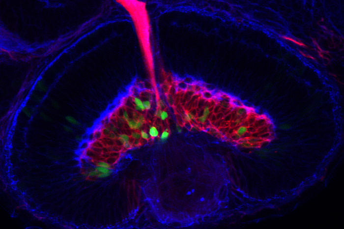 Cell Biology of Neural Development