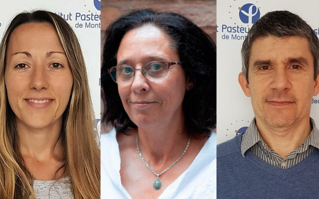 Scientists from IP Montevideo won the ACIP call for researchers and one was chosen to lead Pasteur International Research Unit