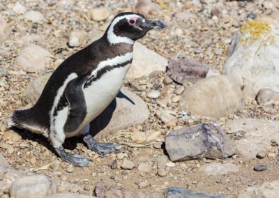 Científicos viajan a la Antártida para estudiar virus en aves