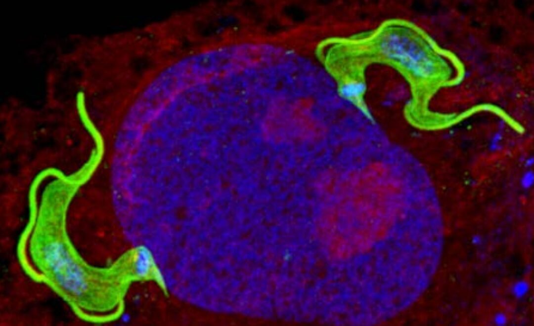 Foto tomada por investigadores del IP Montevideo será la tapa de la revista Parasitology