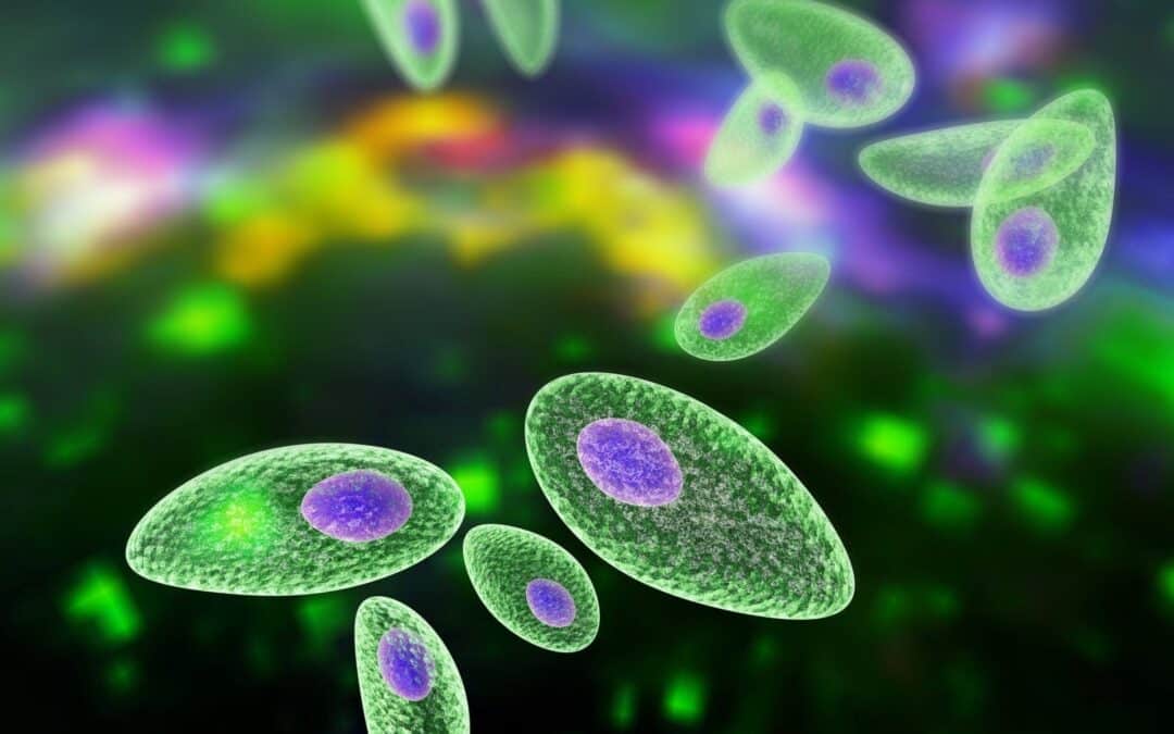 Un parásito de la toxoplasmosis podría afectar la fertilidad masculina