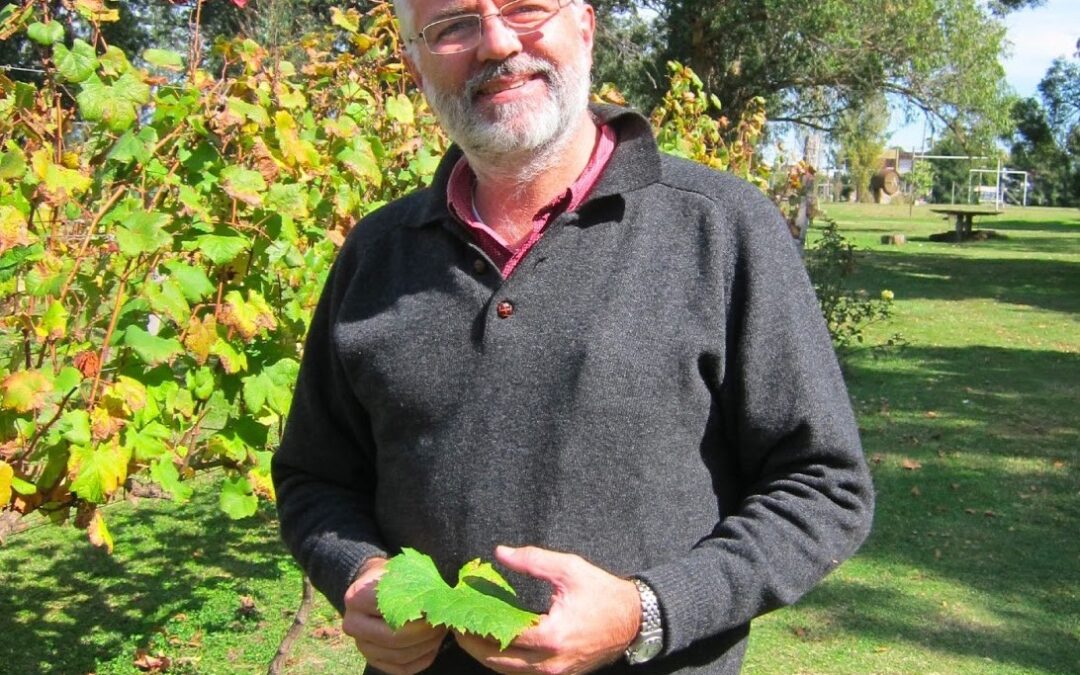 Hanseniaspora vineae wine yeast, a new eukaryotic model for understanding the synthesis pathways of shikimate and derivatives of the three aromatic amino acids