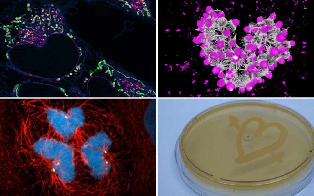 Valentine’s love — also in science