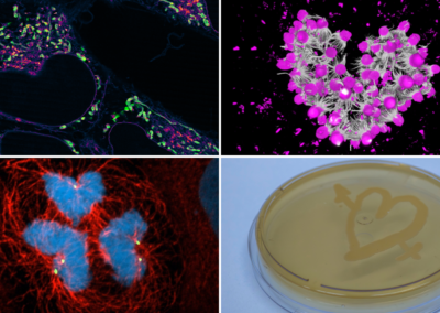 El amor de San Valentín, también en la ciencia