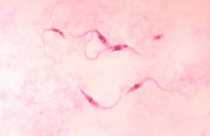 Trypanosoma_cruzi_crithidia (1)