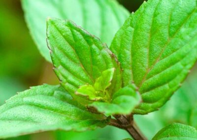 Estudio argentino-uruguayo aporta evidencia sobre beneficios intestinales de la peperina