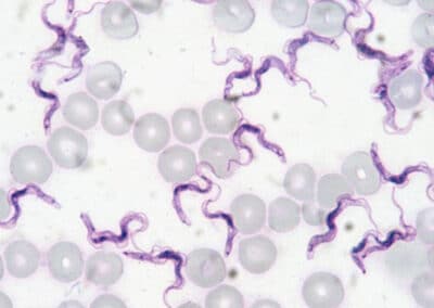 Describen genoma del parásito Trypanosoma evansi presente en Uruguay
