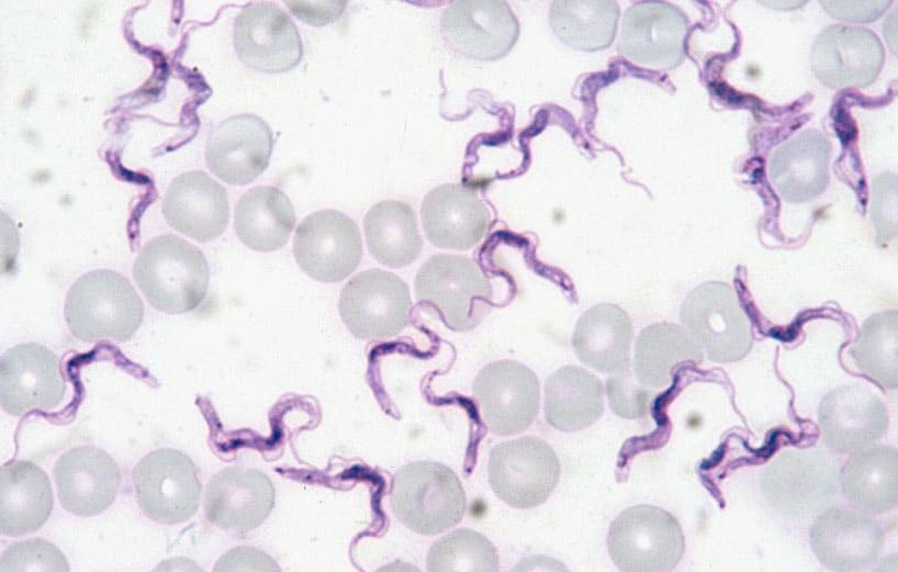 Trypanosoma evansi in rat blood smear