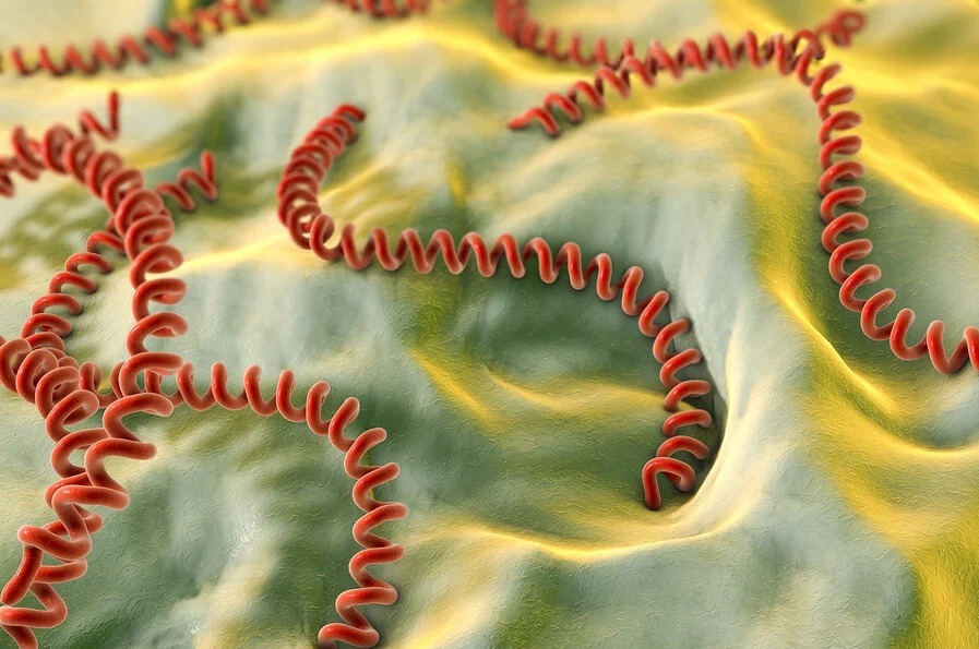 leptospira